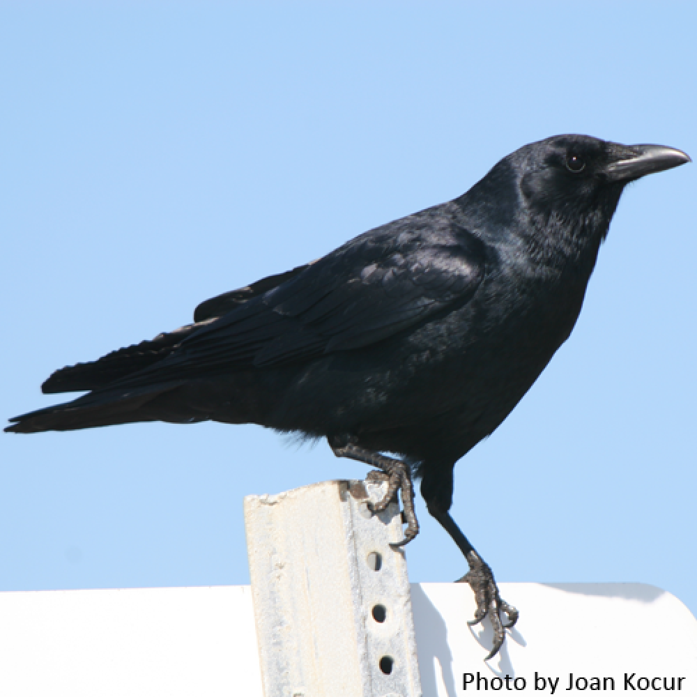 crow word image