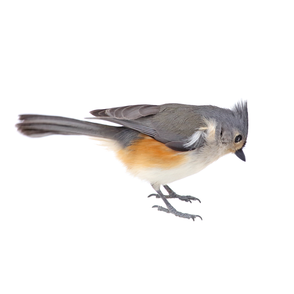 bird word image