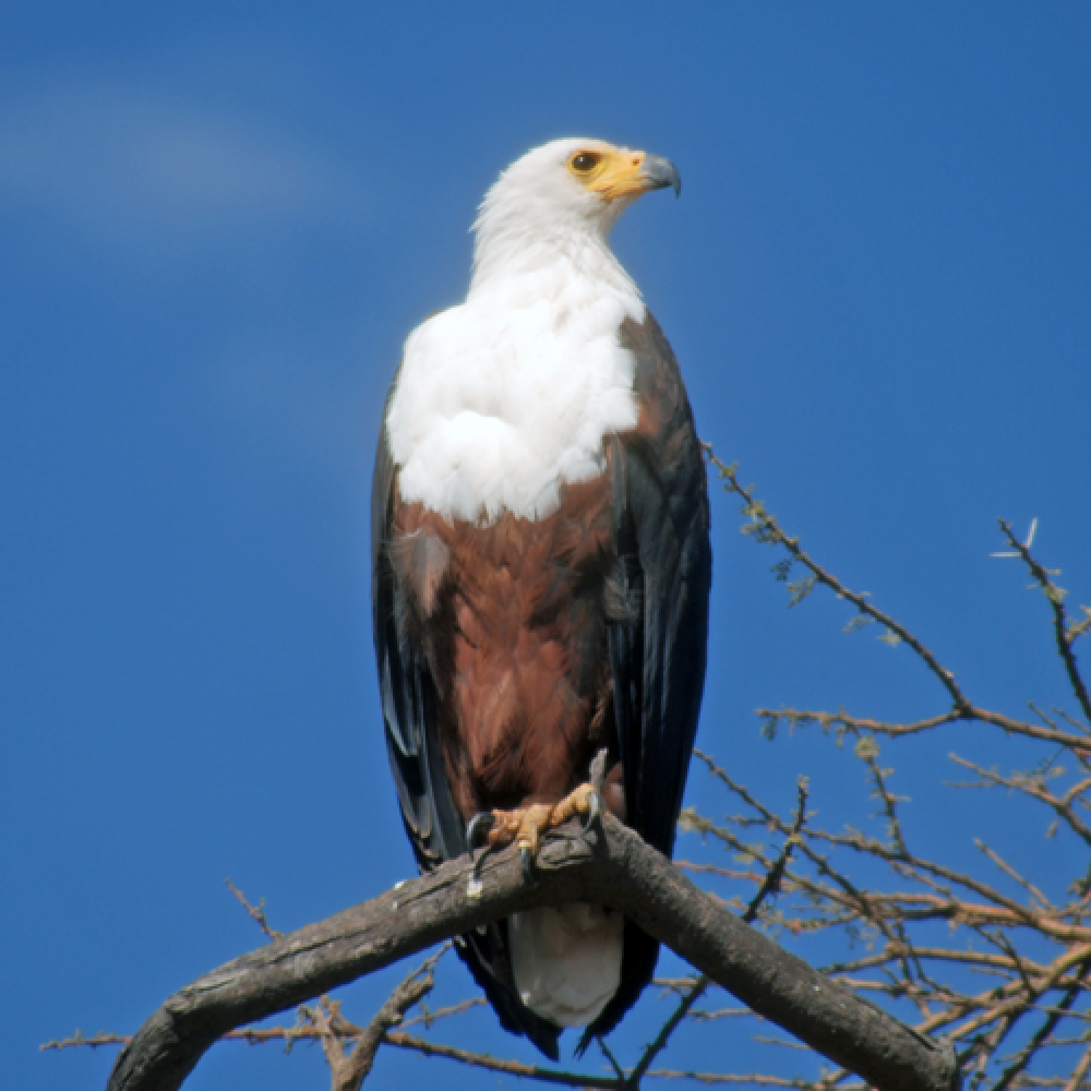 eagle word image