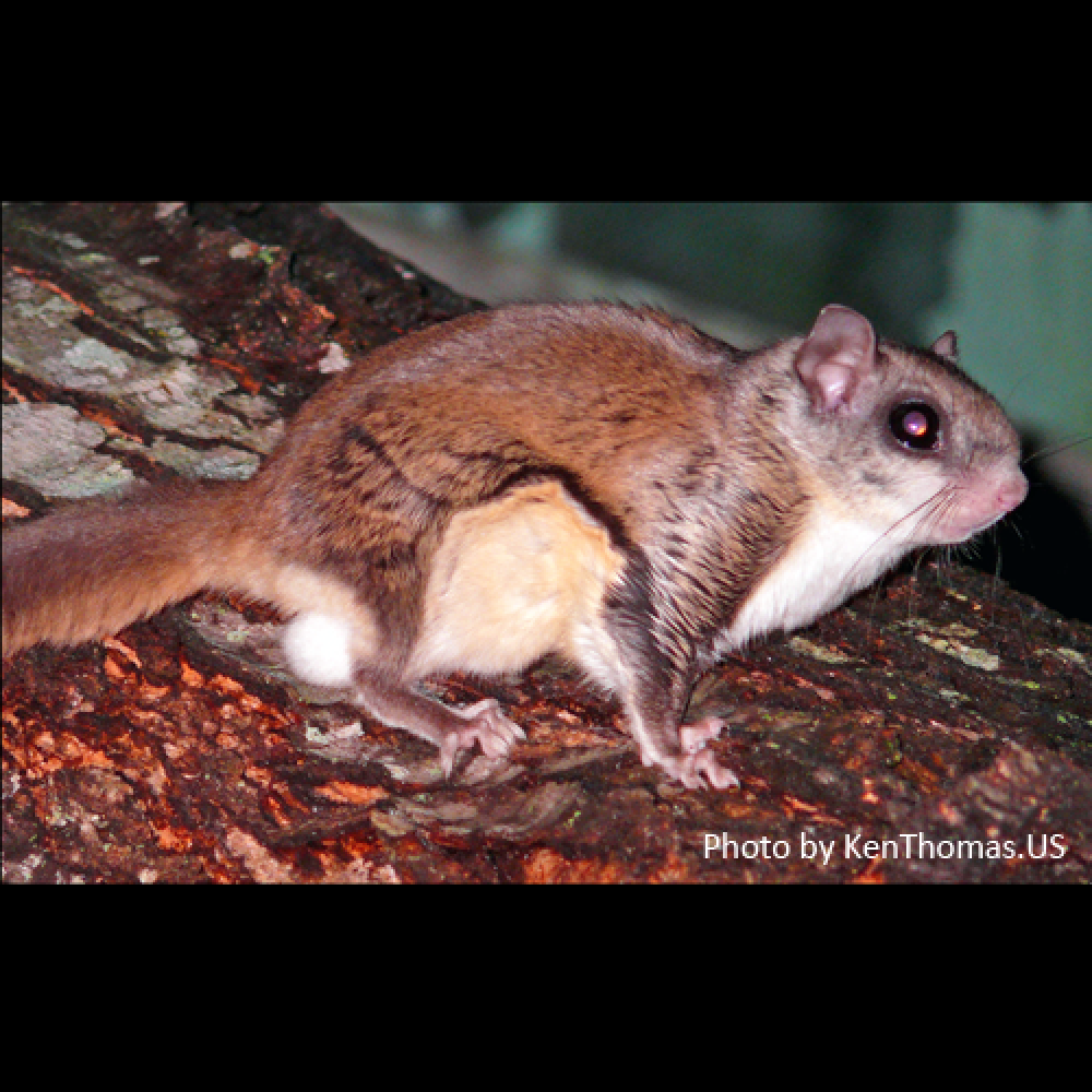 flying squirrel word image