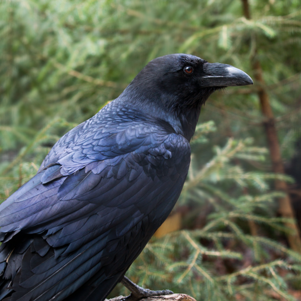 raven word image