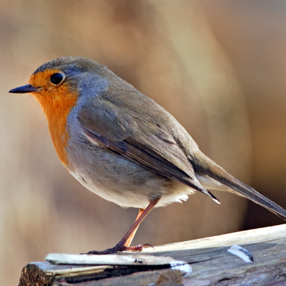 robin word image