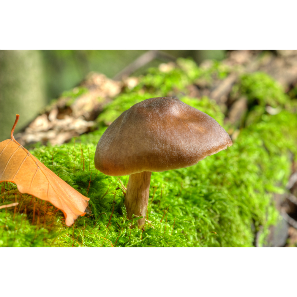 mushroom word image