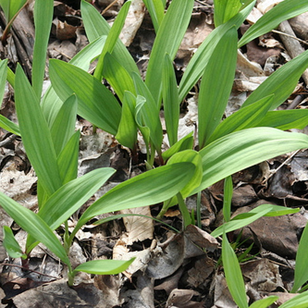 ramp word image