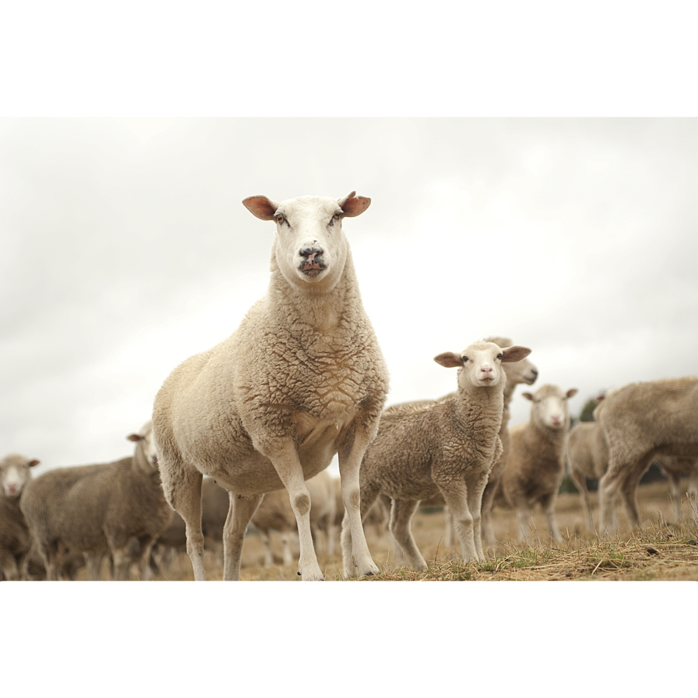 Sheep word image