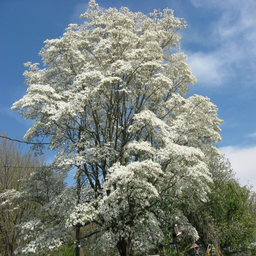 What kind of tree is this? (dogwood) phrase image