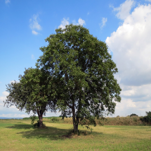 What kind of tree is this? (walnut) phrase image