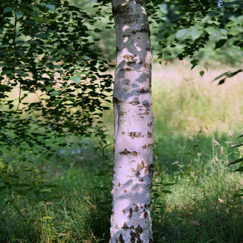 What kind of tree is this? (birch) phrase image