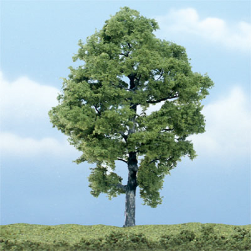What kind of tree is this? (hickory) phrase image