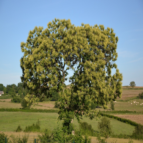 What kind of tree is this? (chestnut) phrase image