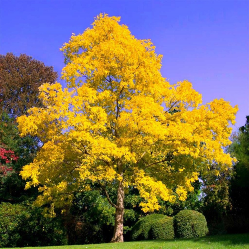 What kind of tree is this? (yellow locust) phrase image