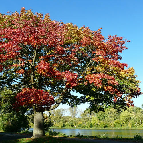 What kind of tree is this? (maple) phrase image