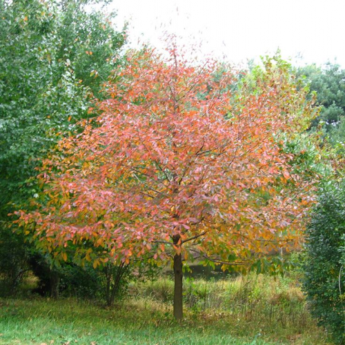 What kind of tree is this? (blackgum) phrase image
