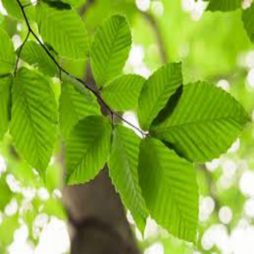 What kind of tree is this? (beech) phrase image