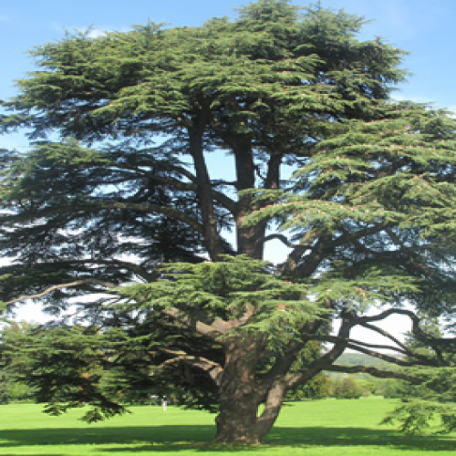 What kind of tree is this? (cedar) phrase image