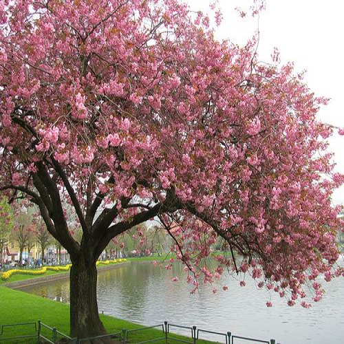 What kind of tree is this? (cherry) phrase image