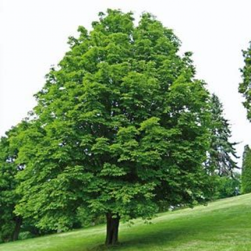 What kind of tree is this? (buckeye) phrase image
