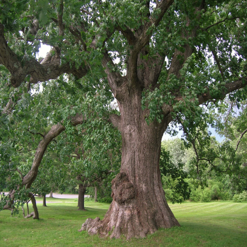 What kind of tree is this? (white oak) phrase image