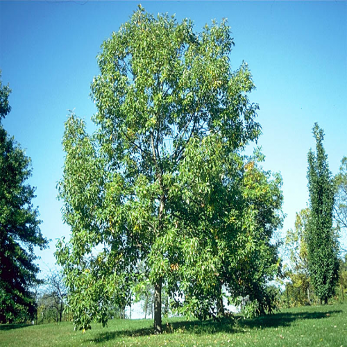 What kind of tree is this? (Chink-a-pin) phrase image