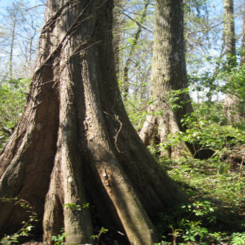 What kind of tree is this? (bald cypress) phrase image