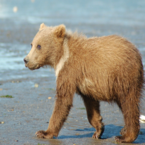 This is a little brown bear. phrase image